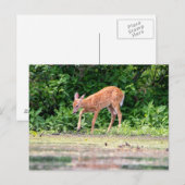 Bambi door het water briefkaart (Voorkant / Achterkant)