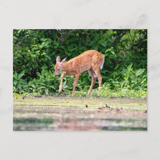 Bambi door het water briefkaart (Voorkant)