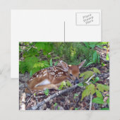 Bambi le bébé chevreuil briefkaart (Voorkant / Achterkant)