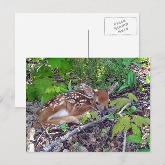 Bambi le bébé chevreuil briefkaart (Voorkant / Achterkant)