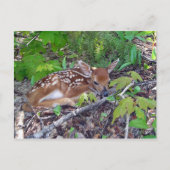 Bambi le bébé chevreuil briefkaart (Voorkant)