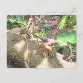Bambiraptor - Dinosaur - Leerkaart Briefkaart