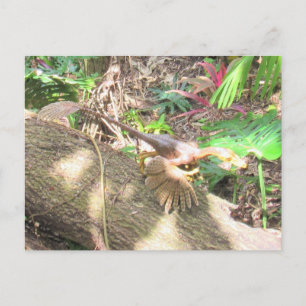 Bambiraptor - Dinosaur - Leerkaart Briefkaart