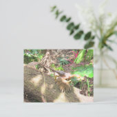 Bambiraptor - Dinosaur - Leerkaart Briefkaart (Staand voorkant)