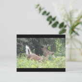 Bambis Vader? Briefkaart (Staand voorkant)