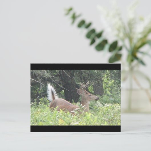 Bambis Vader? Briefkaart (Staand voorkant)