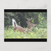 Bambis Vader? Briefkaart (Voorkant)