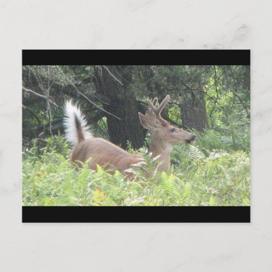 Bambis Vader? Briefkaart (Voorkant)