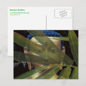 Bamboe Boedha Briefkaart (Voorkant / Achterkant)