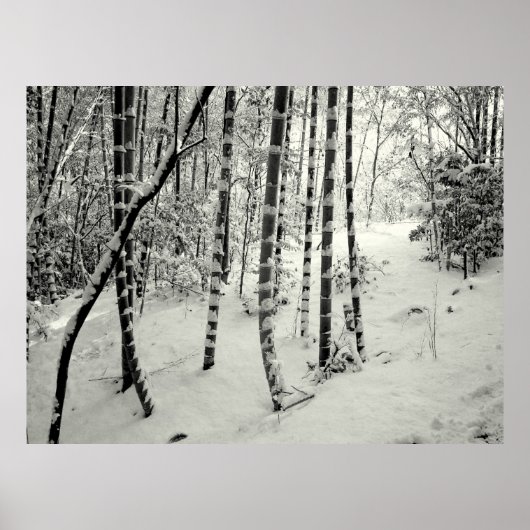 Bamboe-boomstammen in sneeuw poster (Voorkant)