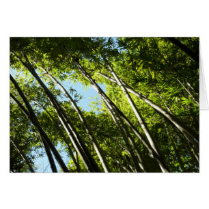 Bamboe Botanische Natuur