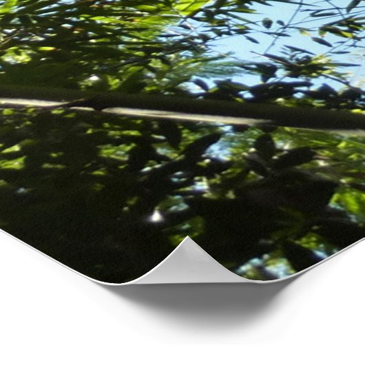 Bamboe Botanische Natuur Poster (Hoek)