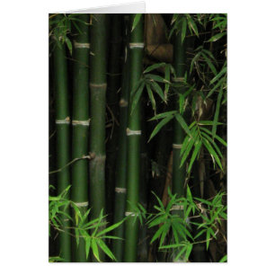 Bamboe ... Fao Rai, Nong Khai, Isaan, Thailand