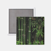 Bamboe ... Fao Rai, Nong Khai, Isaan, Thailand Magneet (Voorkant / Achterkant)