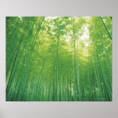 Bamboe Forest 2 Poster (Voorkant)