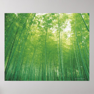 Bamboe Forest 2 Poster