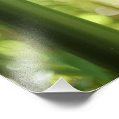 Bamboe Forest (Afdruk) Foto Afdruk (Hoek)