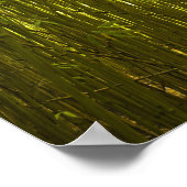 Bamboe Forest bij Waikamoi Ridge Trail, Noord Poster (Hoek)