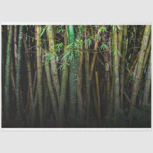 Bamboe Forest Decoupage 11 Background 2 Tissuepapier (Voorkant)