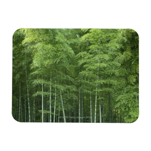 Bamboe Forest Magneet (Horizontaal)