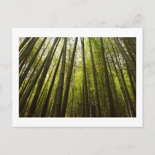 Bamboe Forest of Sagano, Briefkaart van Kyoto (Voorkant)