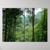 Bamboe Forest Poster (Voorkant)