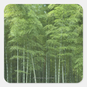 Bamboe Forest Vierkante Sticker