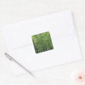 Bamboe Forest Vierkante Sticker (Envelop)