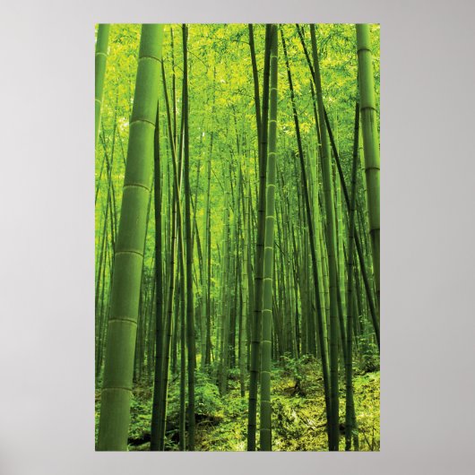 Bamboe Forest - Zen Art (artikel 2 van 3) Poster (Voorkant)