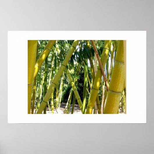 Bamboe Garden Poster (Voorkant)