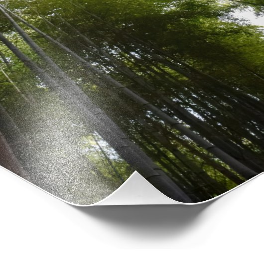 Bamboe Grove Deco Foto Afdruk (Hoek)