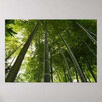 Bamboe Grove: Tokio, Japan
