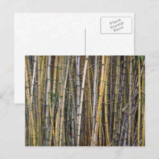 Bamboe in Hilo, Hawaii - Briefkaart (Voorkant / Achterkant)