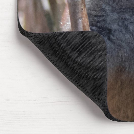 Bamboe lemur muismat (Hoek)