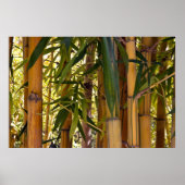 Bamboe Oerwoud Poster (Voorkant)