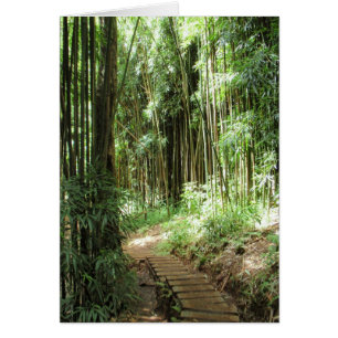 Bamboe Trail