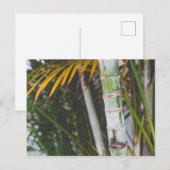 Bamboe van Mexico Briefkaart (Voorkant / Achterkant)