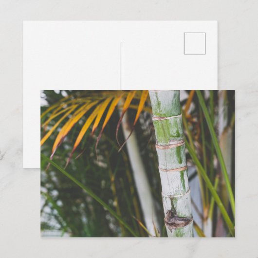 Bamboe van Mexico Briefkaart (Voorkant / Achterkant)