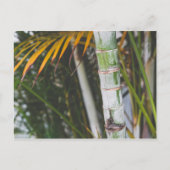 Bamboe van Mexico Briefkaart (Voorkant)