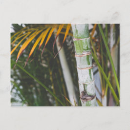 Bamboe van Mexico Briefkaart