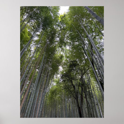 Bamboebos - Kyoto Poster (Voorkant)