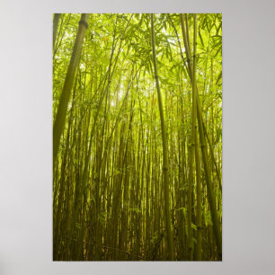 Bamboebos nabij Waikamoi Ridge Trail, Noord Poster