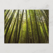 Bamboebos: Sagano, Kyoto Briefkaart (Voorkant)