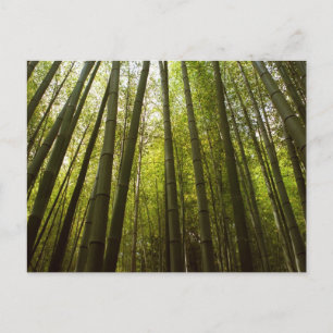 Bamboebos: Sagano, Kyoto Briefkaart