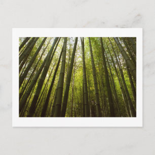 Bamboebos van Sagano, Kyoto ansichtkaart Briefkaart