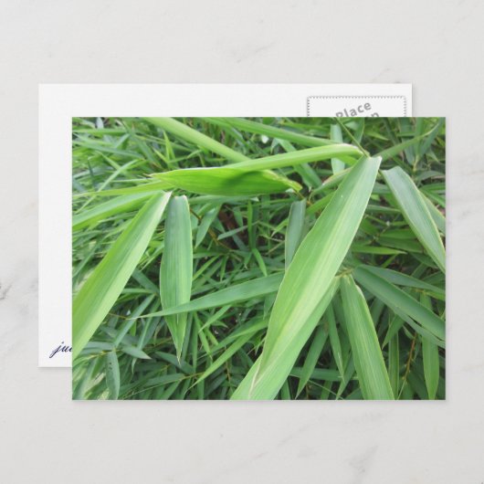 Bamboegras Briefkaart (Voorkant / Achterkant)
