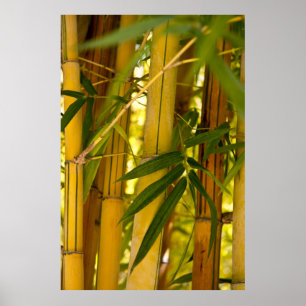 Bamboestuin Poster