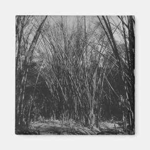 Bamboo Clump, Trinidad, c.1891 Magneet