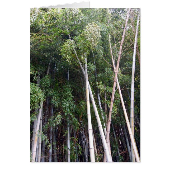 Bamboo Dance (Voorkant)