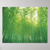 Bamboo Forest Poster (Voorkant)